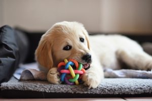 golden-retriever-dog-puppy-playing-with-toy-PHFQKHE