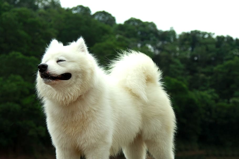 fluffy big white dog