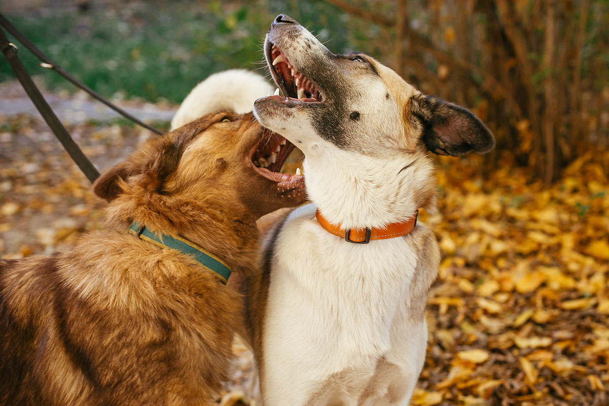 Tips On How To Introduce Aggressive Dogs To Other Dogs
