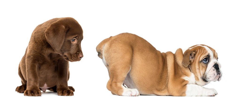 labrador-retriever-puppy-looking-at-the-butt-of-an-english-bulldog